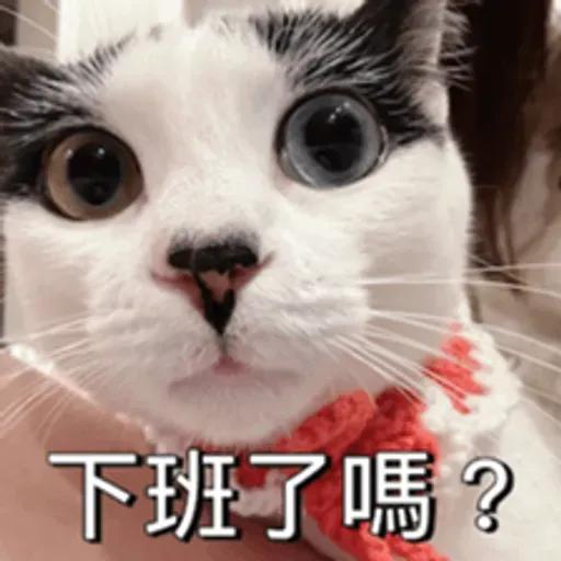必嚕小貓貓3-與貓妹妹撒給