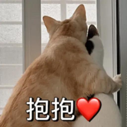 必嚕小貓貓3-與貓妹妹撒給
