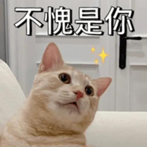 必嚕小貓貓3-與貓妹妹撒給