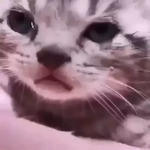 котики