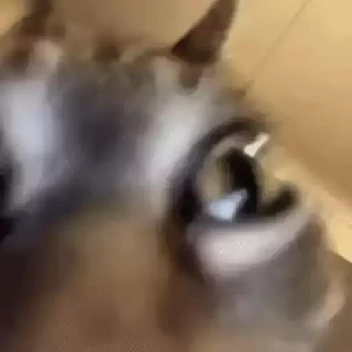 котики