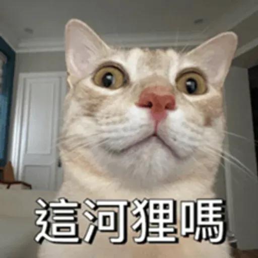 必嚕小貓貓3-與貓妹妹撒給