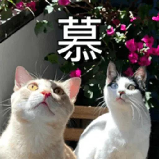 必嚕小貓貓3-與貓妹妹撒給