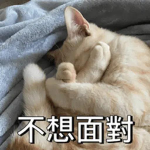 必嚕小貓貓3-與貓妹妹撒給