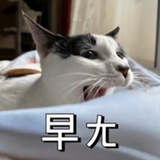 必嚕小貓貓3-與貓妹妹撒給