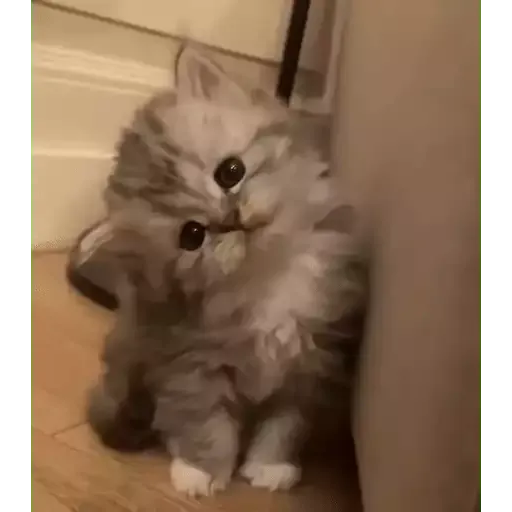 котики