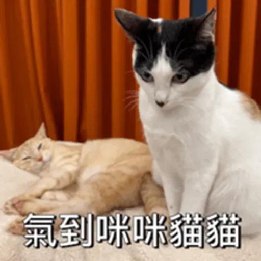 必嚕小貓貓3-與貓妹妹撒給