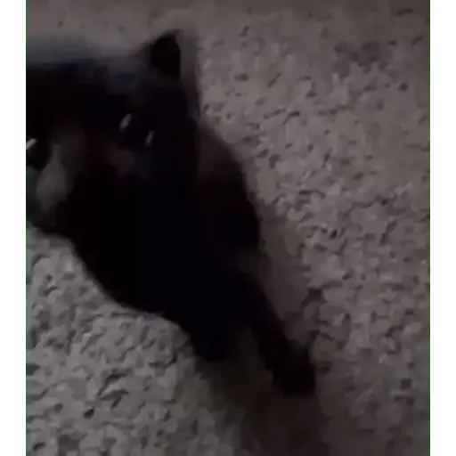 котики
