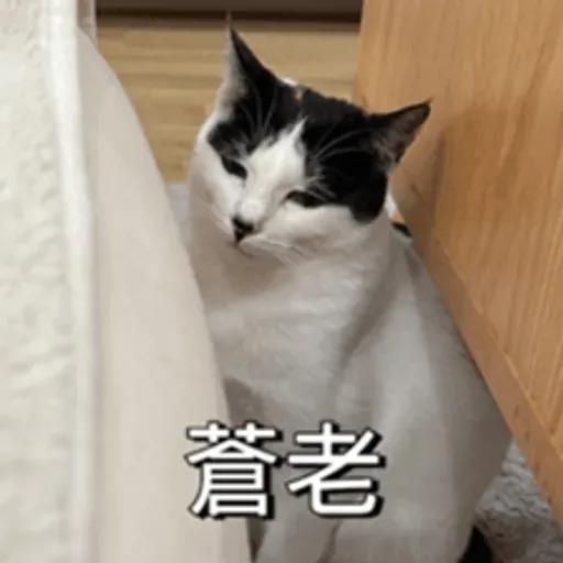 必嚕小貓貓3-與貓妹妹撒給