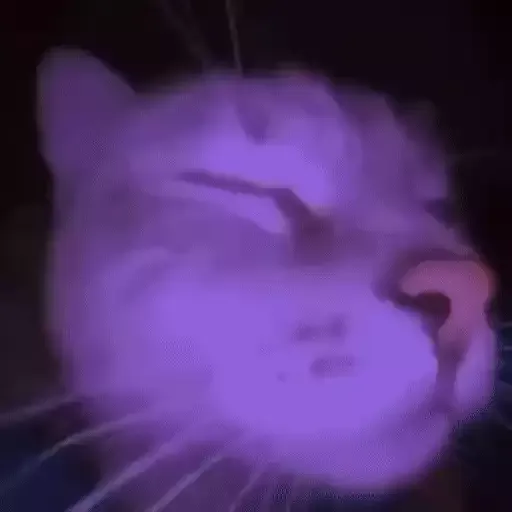 котики