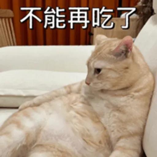 必嚕小貓貓3-與貓妹妹撒給