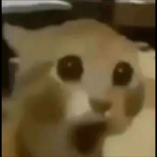 gatos sin contexto 🙀