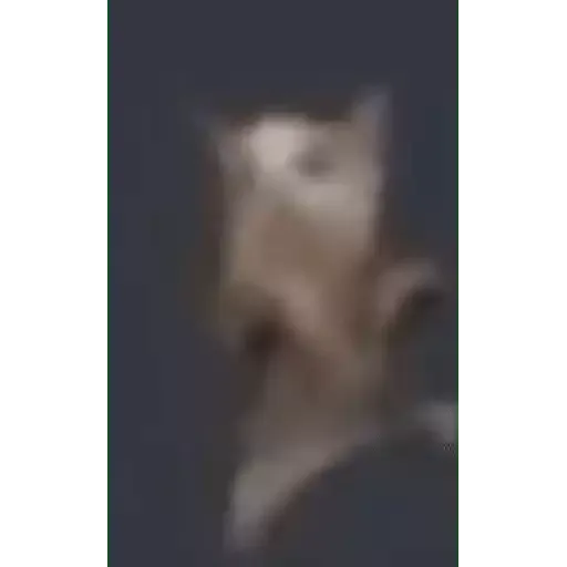 котики
