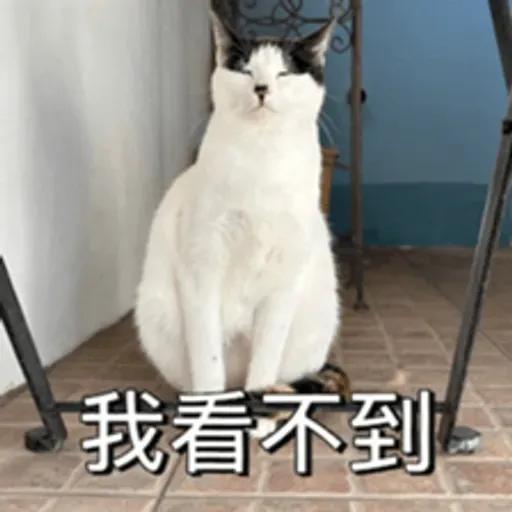 必嚕小貓貓3-與貓妹妹撒給