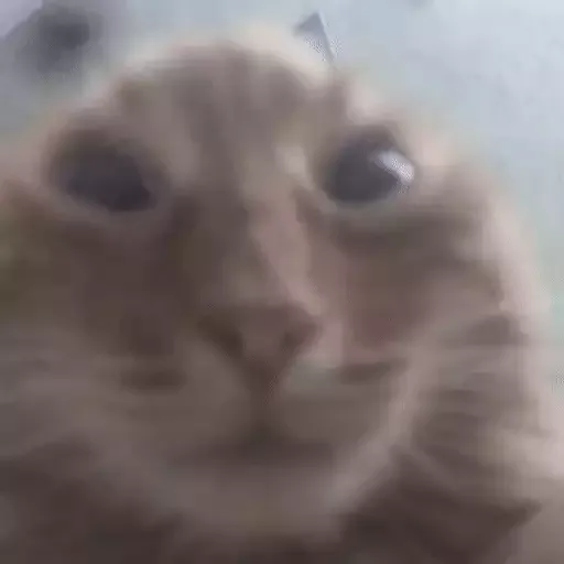 котики