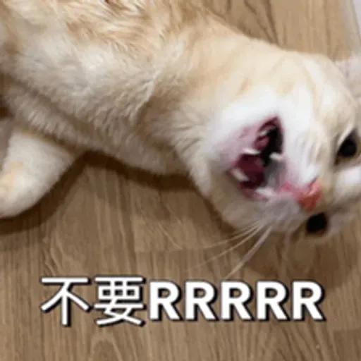 必嚕小貓貓3-與貓妹妹撒給