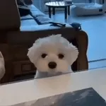 artist