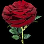 نسانهاییصباح الخ