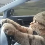 I am лысый