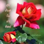ดอกกุหลาบ🌹🌹