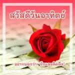 ดอกกุหลาบ🌹🌹