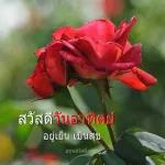ดอกกุหลาบ🌹🌹