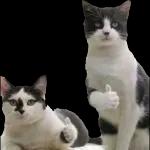 可爱小猫so cute😍