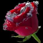 Red rose🌹