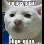 Como ven a este pendejo