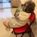 tierno