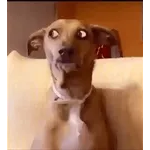 El baile de Chris Brown