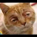 @jordanzaOye, préstameel que hace...