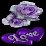 rose and love