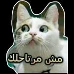 بيض
الله
وجهك
ALMKTFIC
