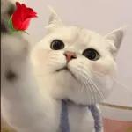 Animais com Emoji de Flor 🌹