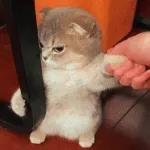 kucing ngambek 