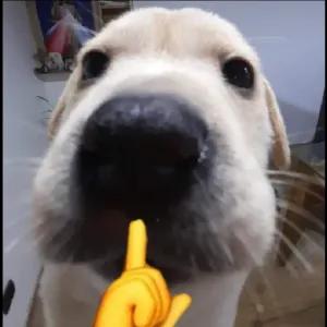 AMyxyT