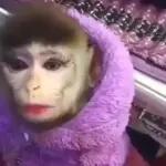 Monkeys
                            Get buck