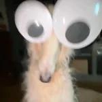 Pero q carajos acabo de ver