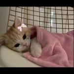 Buenos Días Con cariño para ti