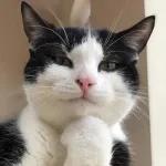 골드브라운 토피넛 라떼