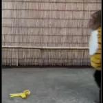 Monkeys
                            Get buck