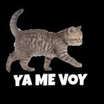 dormir ahora