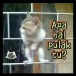 可爱小猫so cute😍