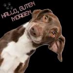 Guten Morgen