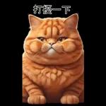 可愛的橘色肥貓!