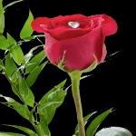 صور بنات كيوت 