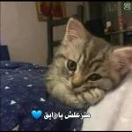 حفظك
الله
من كل سوء