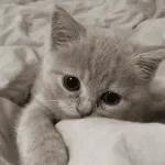 kucing ngambek 