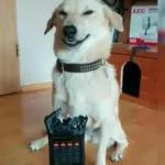 perros